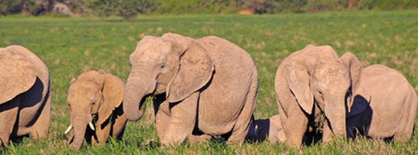 Addo Elephant Preserve new Port Elizabeth, South Africa Addo Elephant Preserve new Port Elizabeth, South Africa