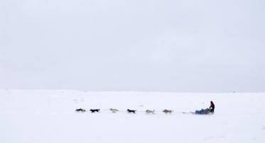 Colorado Dog sledding Dog sledding in Colorado