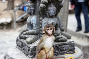 T-I-monkey-temple-kathmandu-monkey3-2-300x199.jpg