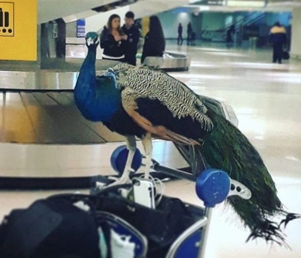 Pet travel on planes