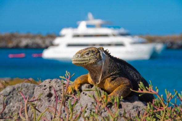Best-Galapagos-Cruises-728x485-590x393.jpg