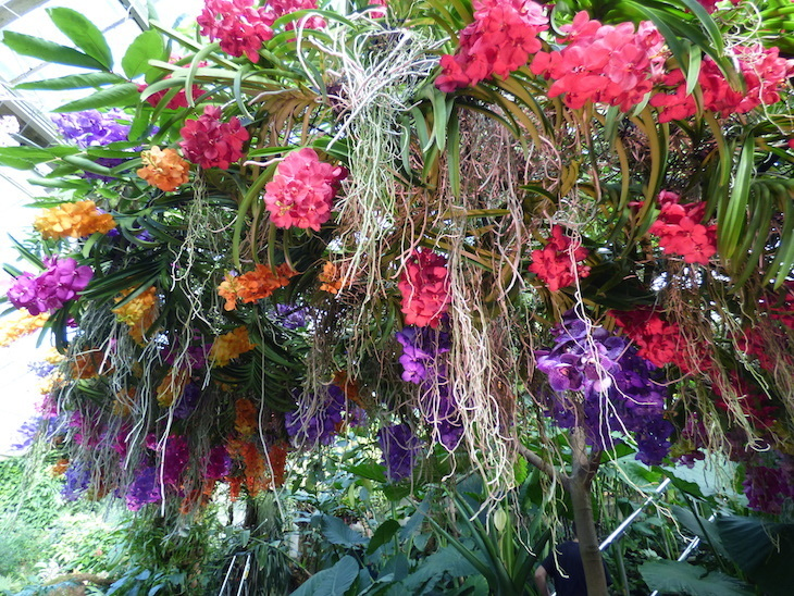 London Flower Festivals